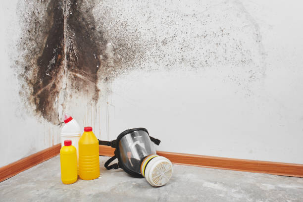 Best Emergency Mold Removal  in Linden, AL
