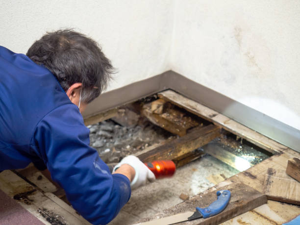 Certified Mold Removal in Linden, AL