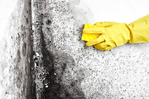 Best Toxic Mold Removal  in Linden, AL