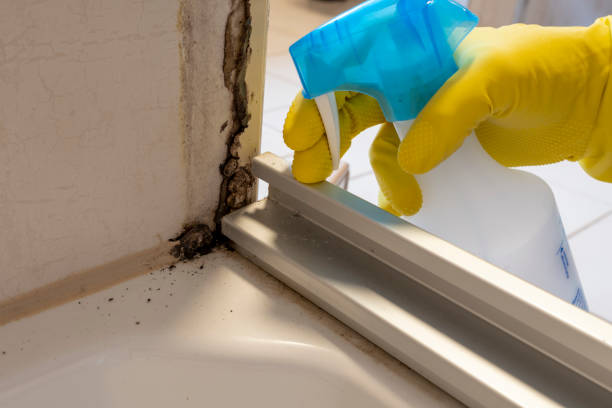 Best Attic Mold Removal  in Linden, AL