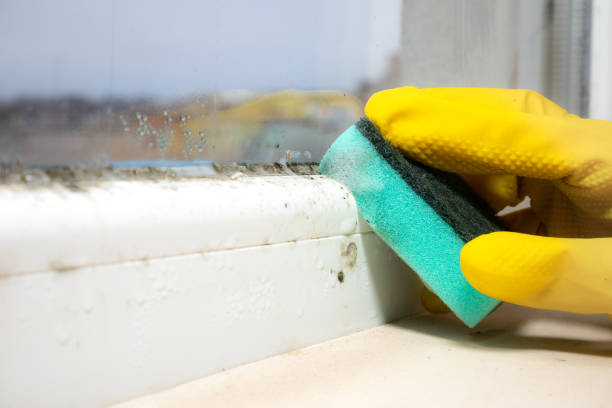 Best Black Mold Removal  in Linden, AL