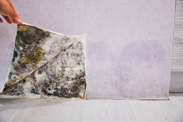 Best Mold Removal Process  in Linden, AL